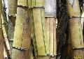 Common Bamboo / Bambusa vulgaris